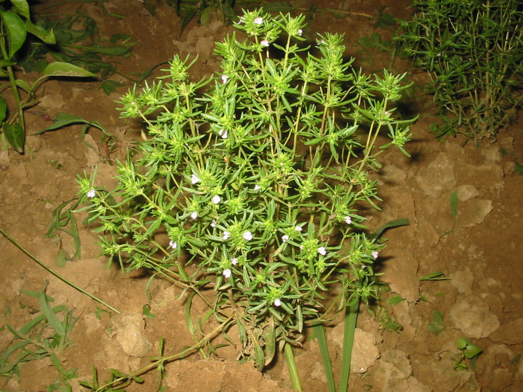czaber-ogrodowy-ziolo-1