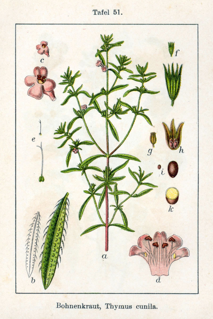 czaber-ogrodowy-ziolo-2